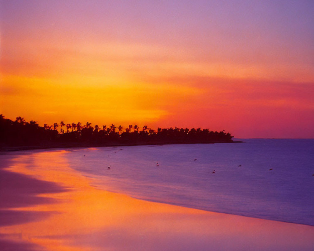 Colorful sunset over calm beach with silhouetted palm trees