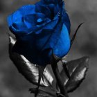 Detailed blue rose among dark branches and glowing particles.