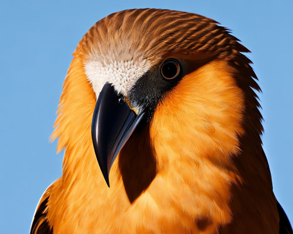 Colorful Bird with Orange Feathers and Black Beak Against Blue Sky