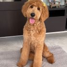 Fluffy Brown Labradoodle Dog with Blue Bow Tie on Sidewalk