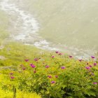 Vibrant watercolor landscape with meandering stream and wildflowers