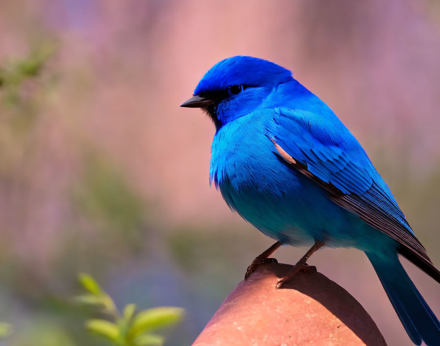 Colorful Blue Bird Perched on Branch with Soft Focus Background