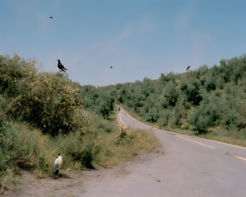 Scenic winding road with birds in natural landscape