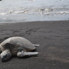 Sea Turtle Resting on Sandy Beach with Approaching Waves