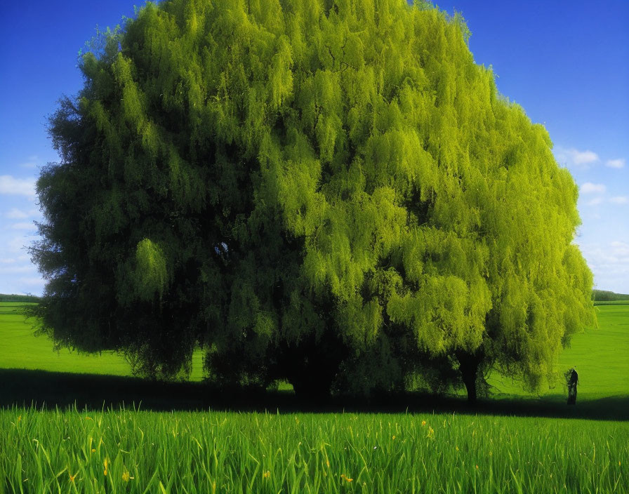 Person standing by lush willow tree in vibrant green field under blue sky