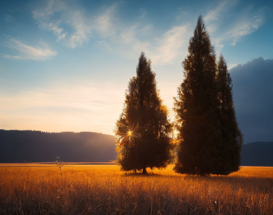 Tranquil sunset landscape with tall coniferous trees and golden field