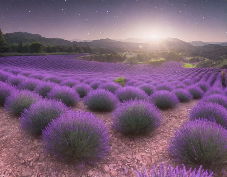 Lavender Field Sunrise: Rolling Hills, Purple Sky