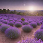 Lavender Field Sunrise: Rolling Hills, Purple Sky