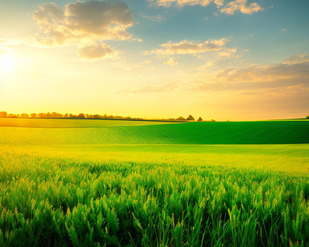 Vibrant green agricultural field under sunset glow