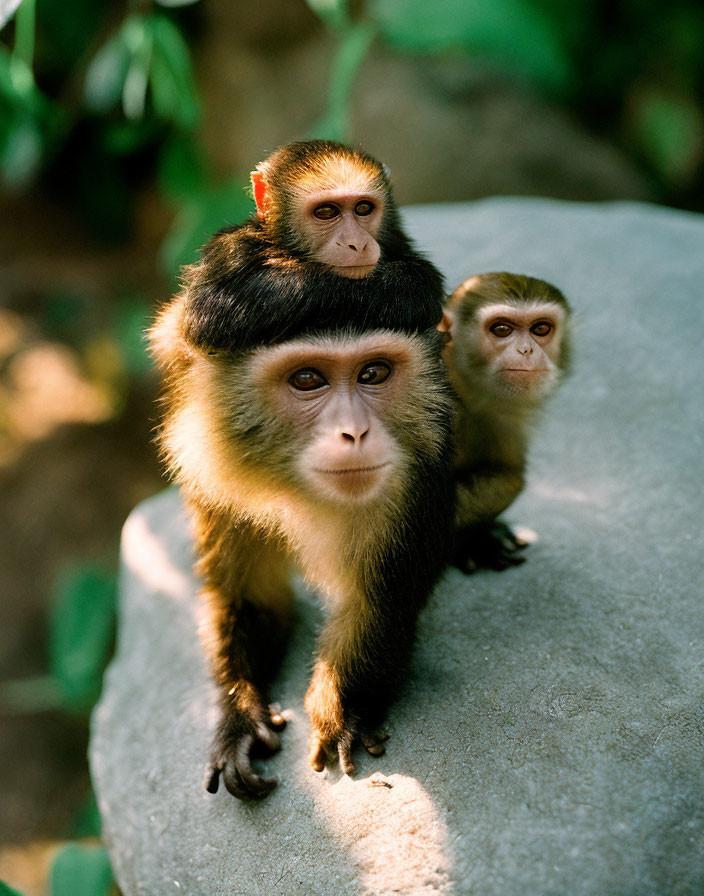 Three monkeys on rock, one looks at camera, others curious, in greenery