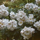 Cluster of Blooming White Roses with Green Foliage in Sunlight