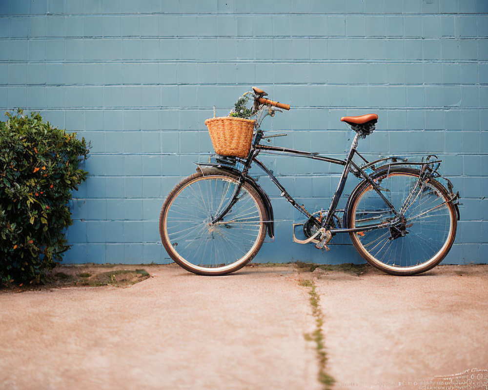 Vintage Bicycle with Basket Against Blue Brick Wall and Green Bush