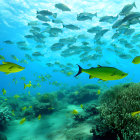 Colorful underwater scene with yellow and blue fish swimming over coral reef