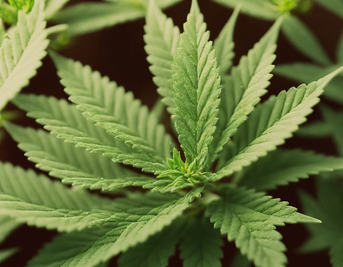 Detailed shot of vibrant green cannabis leaves with shallow depth of field