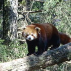 Red panda climbing tree branch in lush forest with bird watching