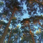 Sunlight filtering through tall pine trees in dense forest against clear blue sky