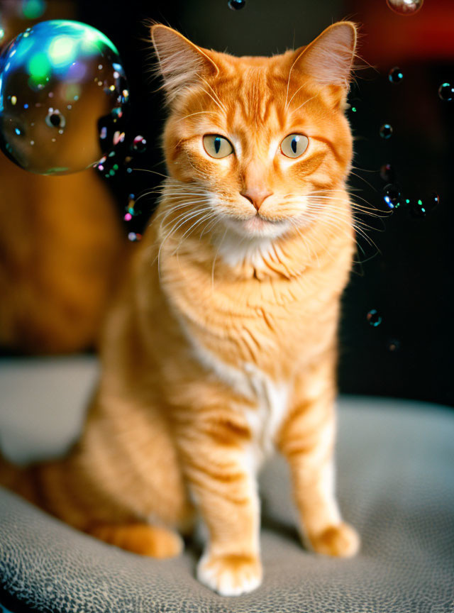 Orange Tabby Cat Surrounded by Floating Bubbles