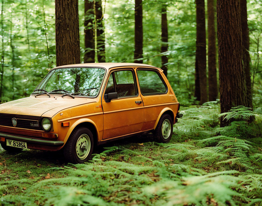 Vintage orange car parked in forest among tall green trees