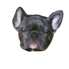 French Bulldog with Large Pointed Ears and Grey Coat on White Background