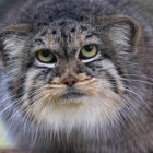 Majestic Pallas's Cat with Green Eyes and Grey Fur