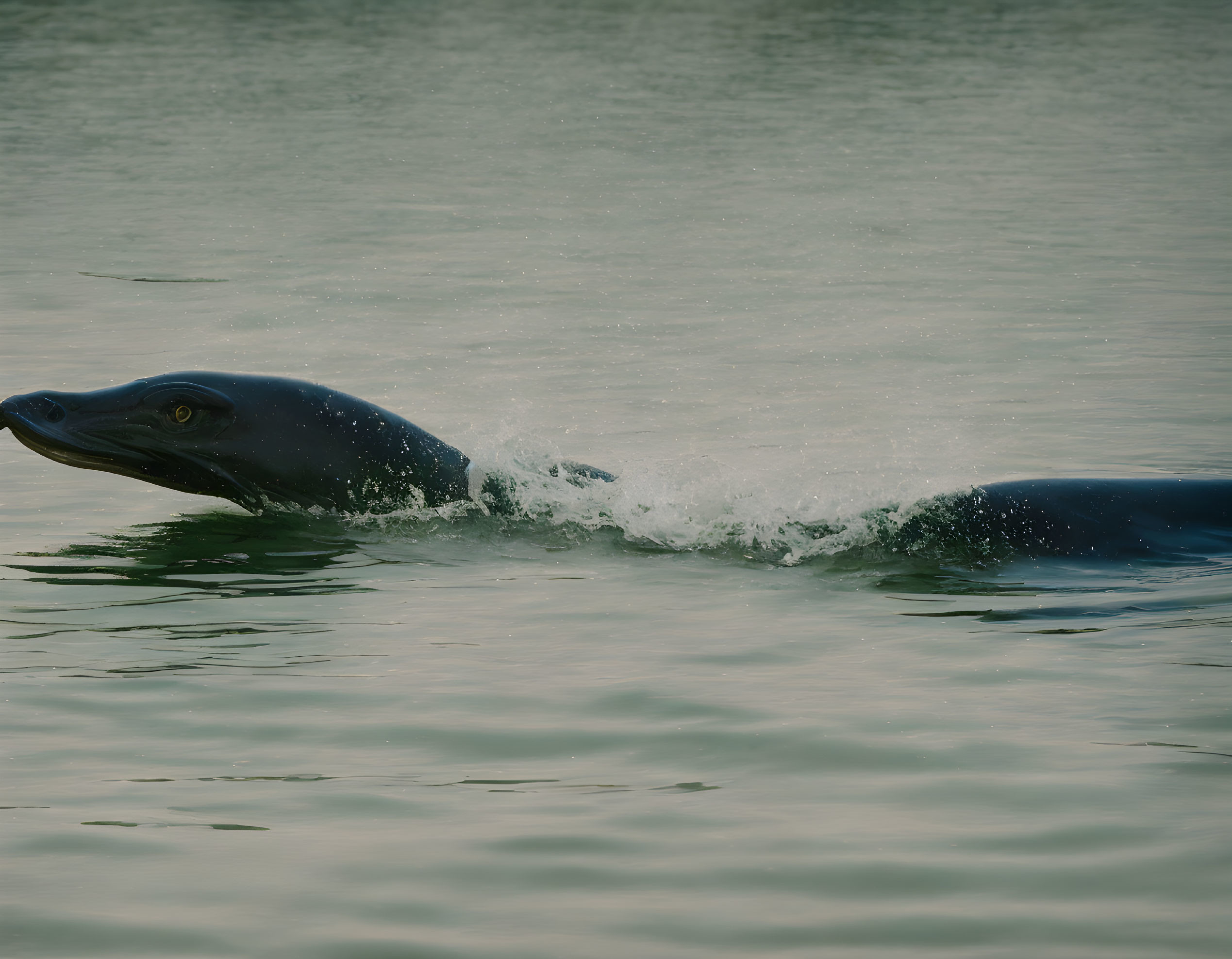 Aquatic mammal swimming, creating ripples and splashes