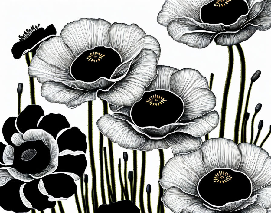 Detailed monochrome poppy flower illustration with bold contrast.