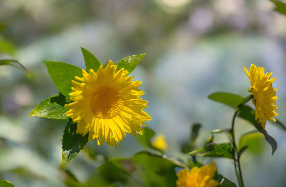 Vibrant yellow flowers with green leaves in natural daylight