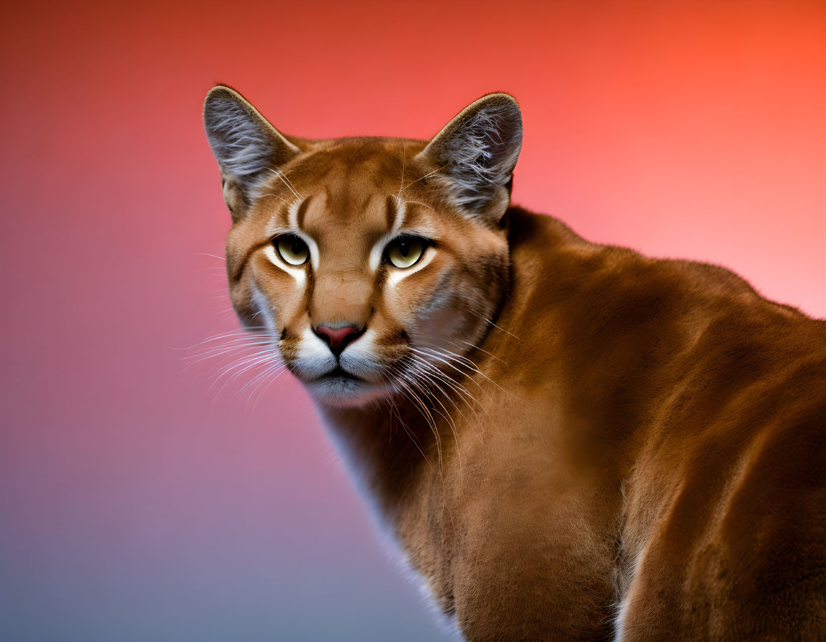 Realistic Puma in nature