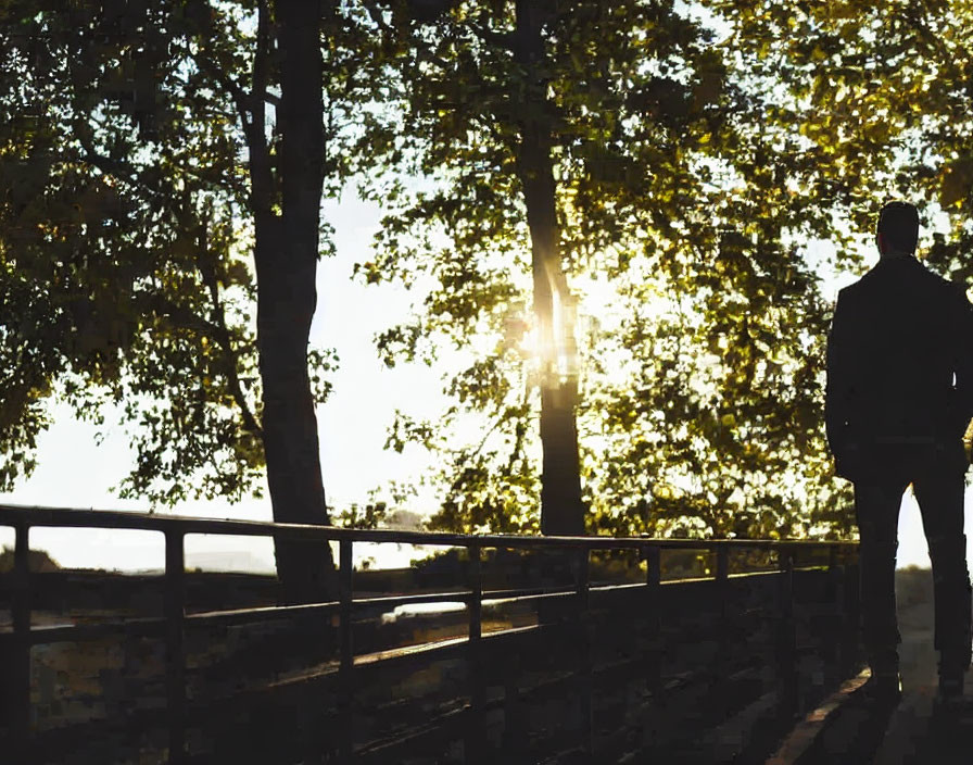 Person's Silhouette by Railing with Trees in Sunlight