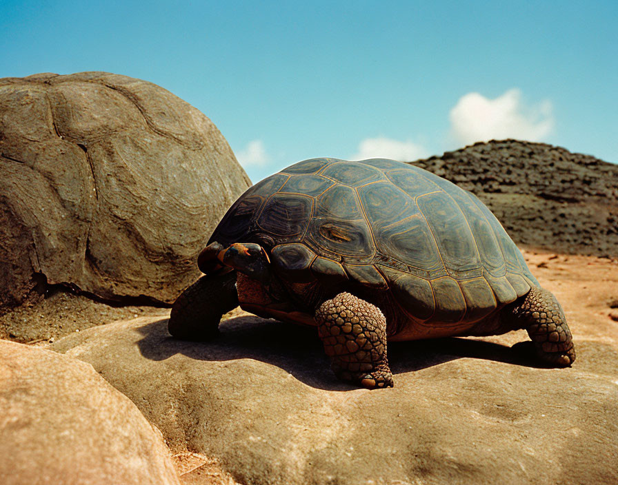 Dark-patterned shell tortoise on rocky terrain under clear blue sky