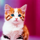 Adorable kitten with blue eyes and ruffled collar on pink and purple backdrop