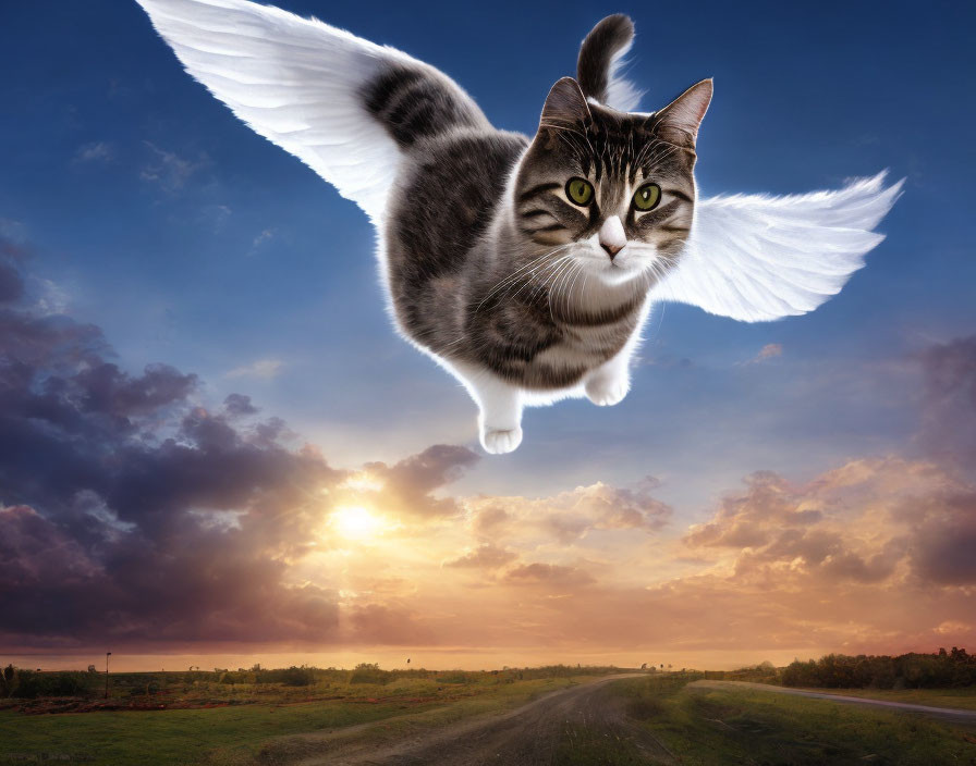 White-winged cat flying in sunset sky above countryside road