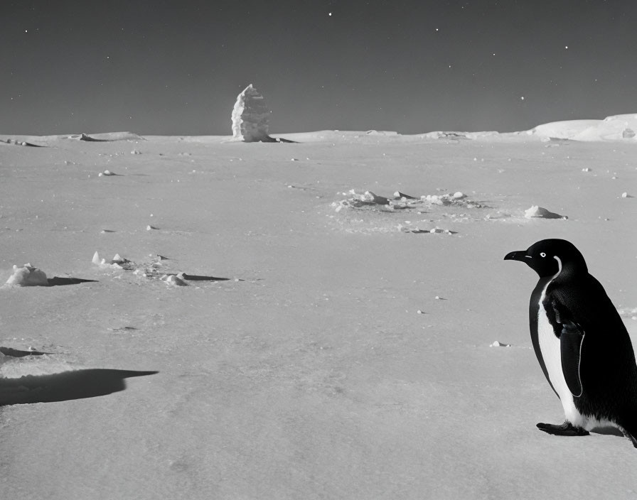 Penguin standing on snowy landscape under starry sky