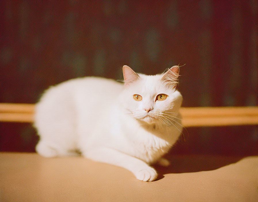 White Cat with Amber Eyes Resting on Tan Surface with Cozy Background