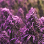 Vibrant purple cannabis plants in bloom with soft focus background