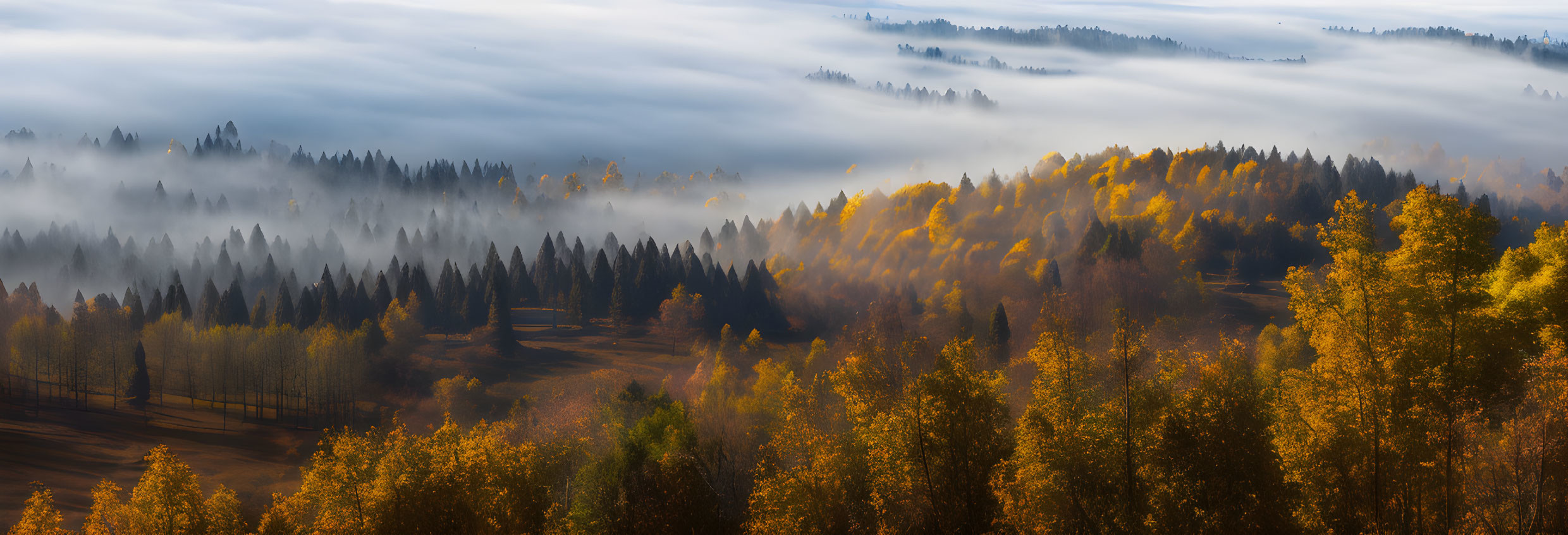 Fog covered forest