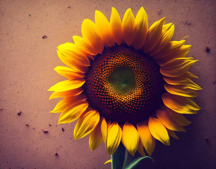 Bright yellow sunflower on speckled brown background