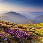Colorful Blooming Flowers in Dramatic Sunset Landscape