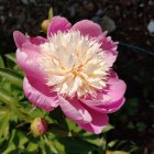 Colorful large peony surrounded by pink and purple hues and lush foliage on dark backdrop