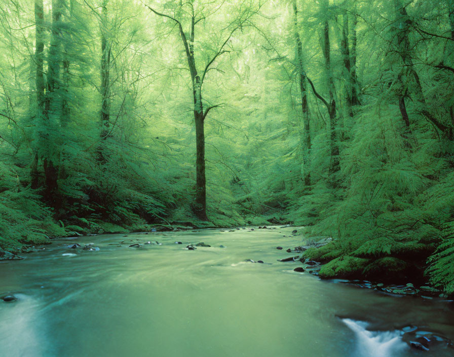 Tranquil stream in lush green forest with vibrant foliage