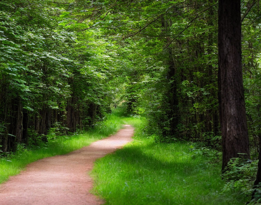 Tranquil forest path surrounded by lush greenery