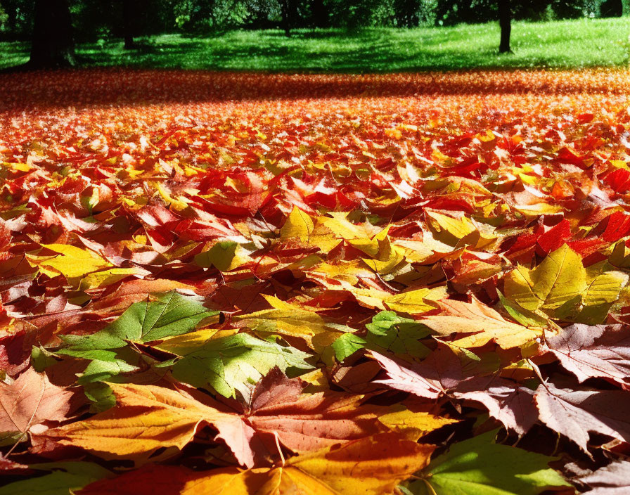 Colorful Autumn Leaves Blanket Forest Floor in Sunlight