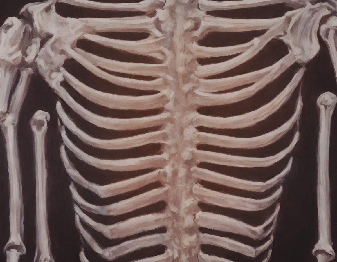Detailed human skeleton illustration with emphasis on chest, ribs, spine, and shoulder bones.