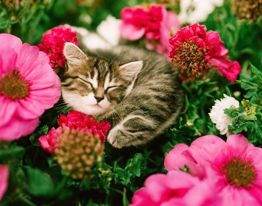 Sleeping kitten among colorful flowers in vibrant greenery