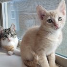 Two cute kittens with unique markings near a window with butterflies.