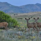 Vibrant mountain meadow scene with three deer at dawn or dusk