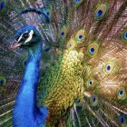 Colorful Peacock Artwork with Intricate Patterns and Swirling Tail Feathers