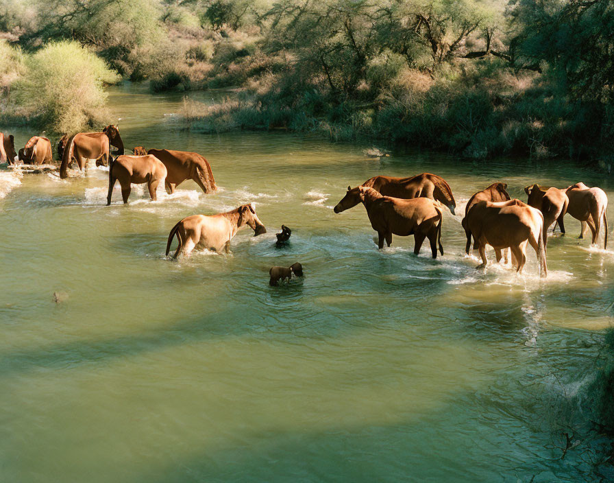 Horses in river with trees, one lying down, drinking, serene scene