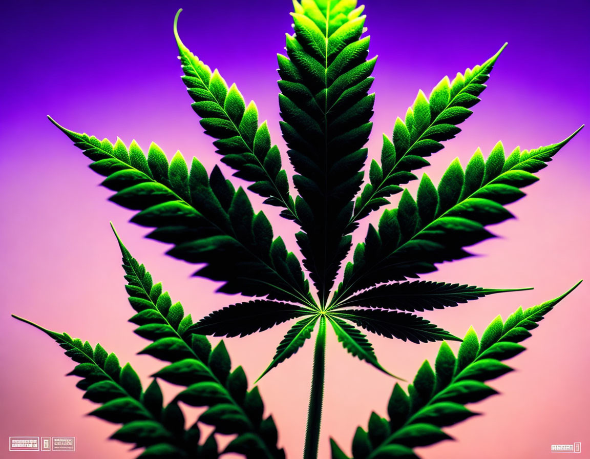 Vibrant green cannabis leaf on gradient purple background