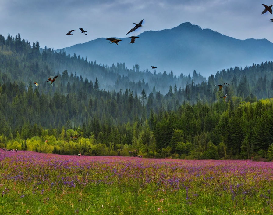 Purple Wildflower Meadow with Birds Flying Over Misty Forested Mountains